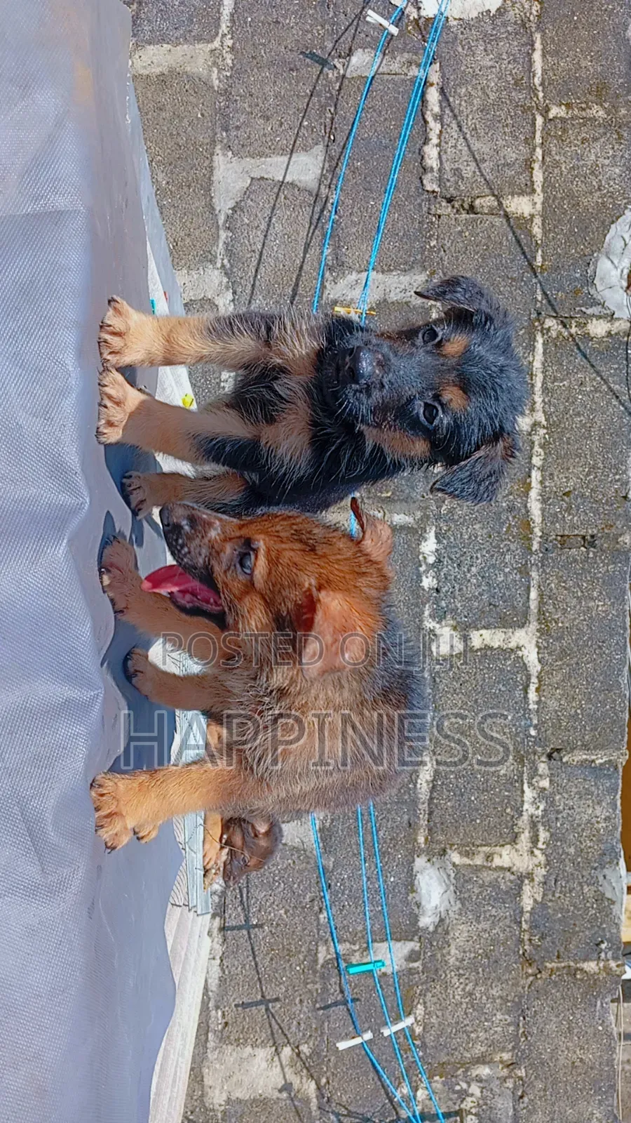 1-3 months Female Purebred German Shepherd