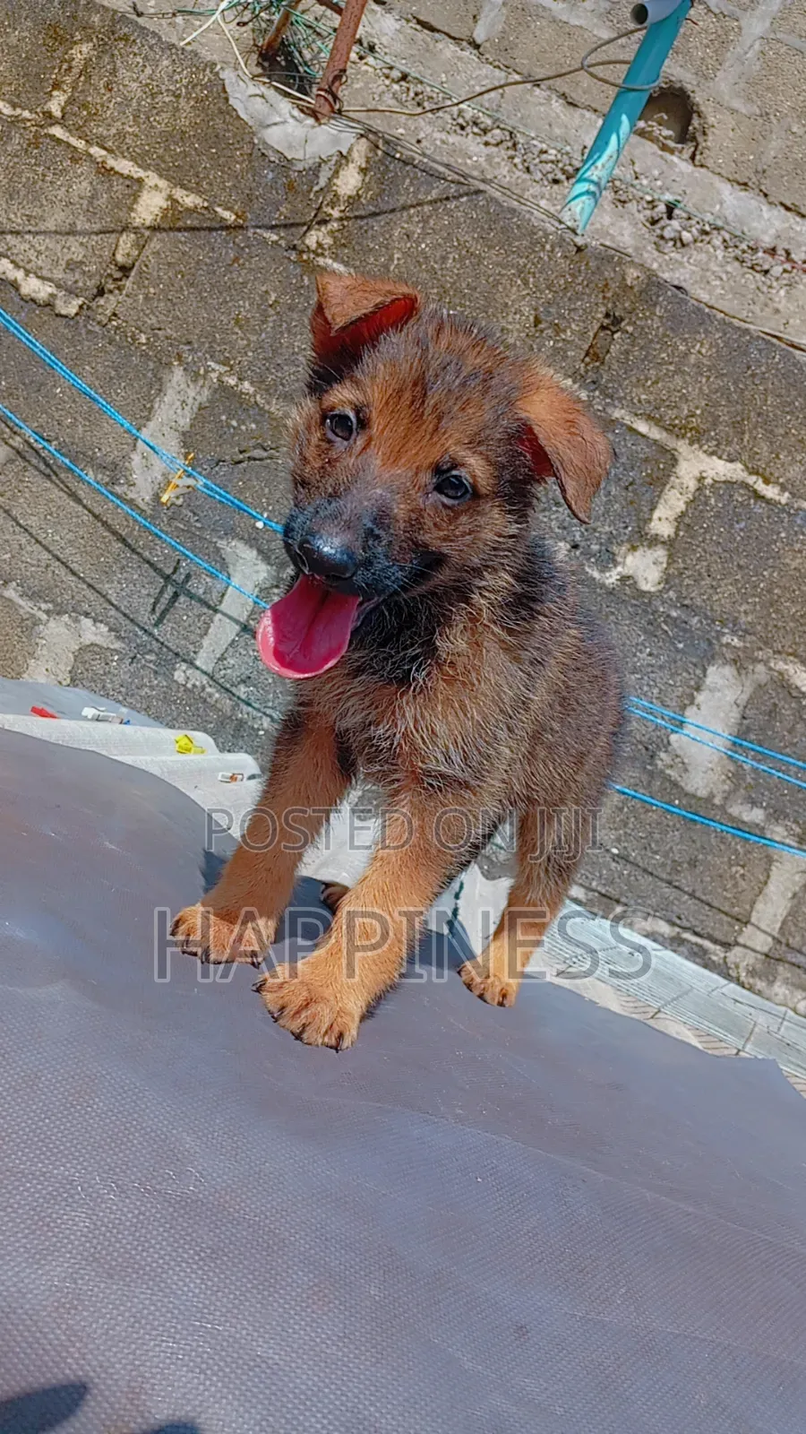 1-3 months Female Purebred German Shepherd