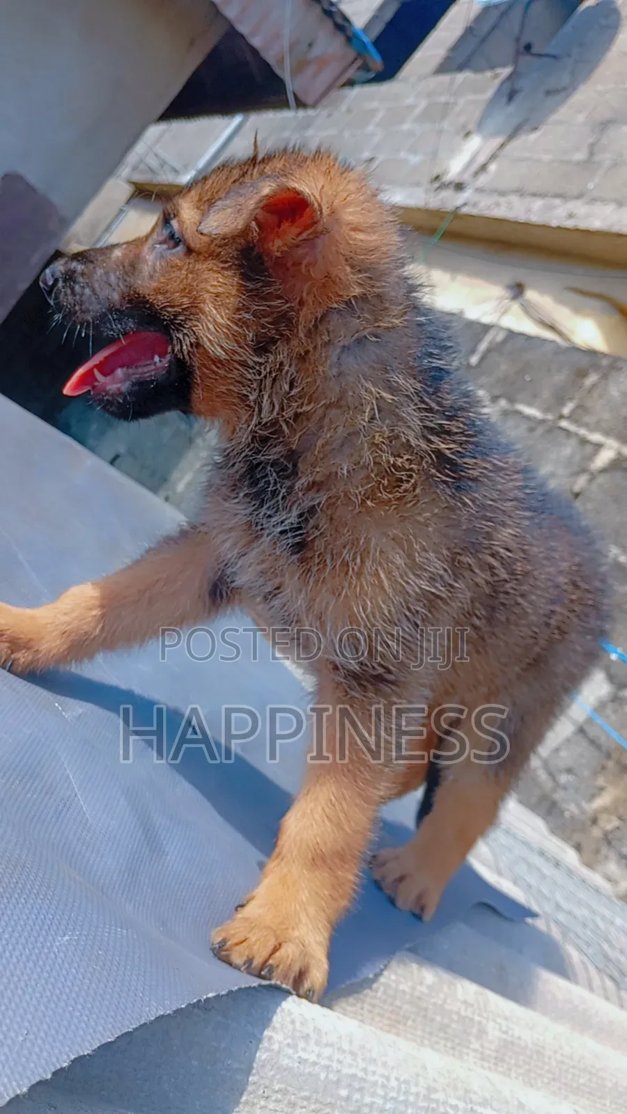 1-3 months Female Purebred German Shepherd
