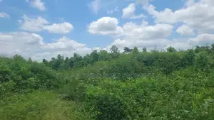 12 Plots Together for Lease