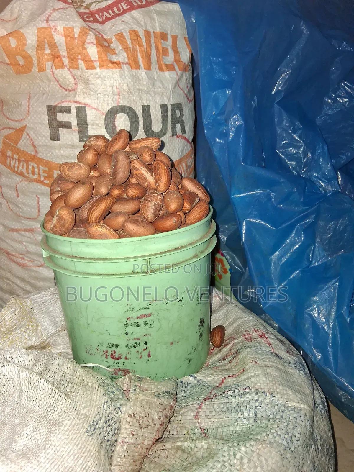 Bitter Kola Nuts
