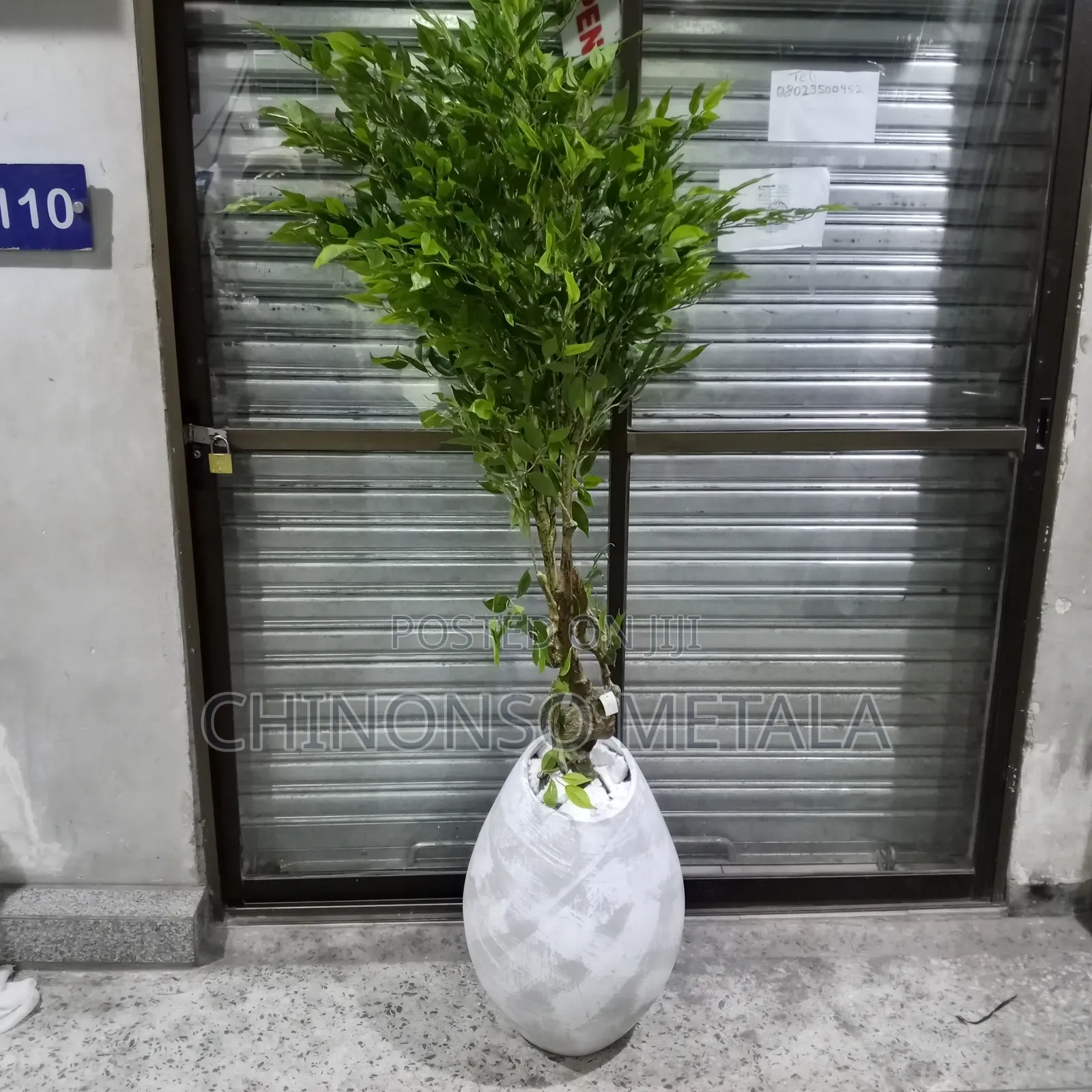 Ceramic Pot and Weeping Fig Plant