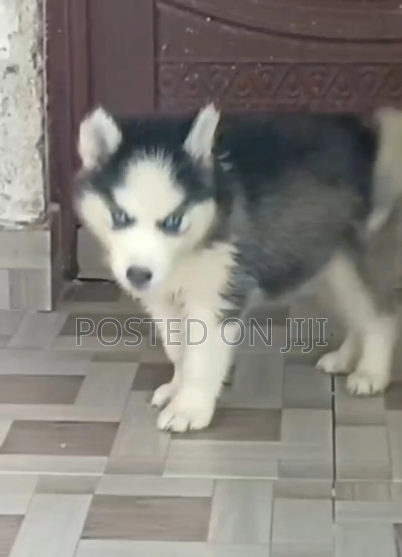 1-3 months Male Purebred Siberian Husky
