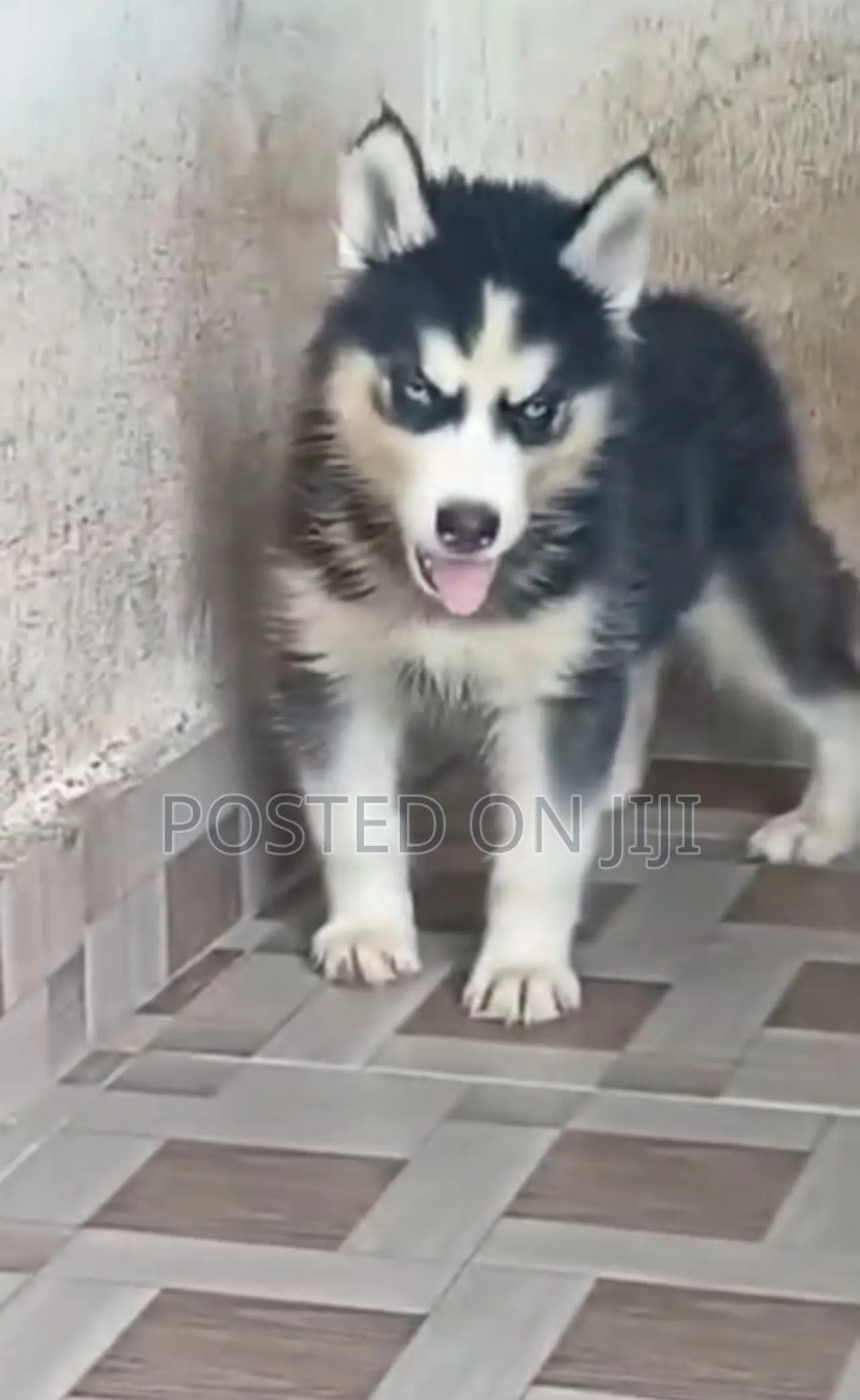 1-3 months Male Purebred Siberian Husky