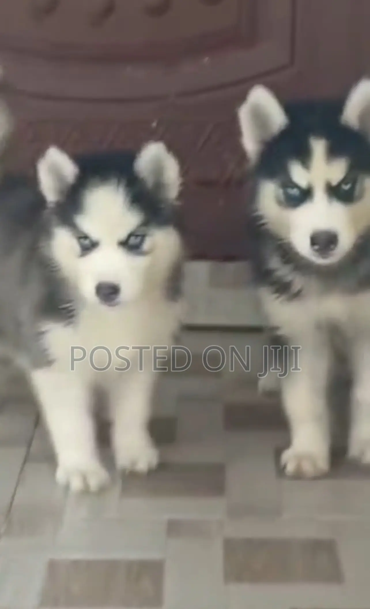 1-3 months Male Purebred Siberian Husky