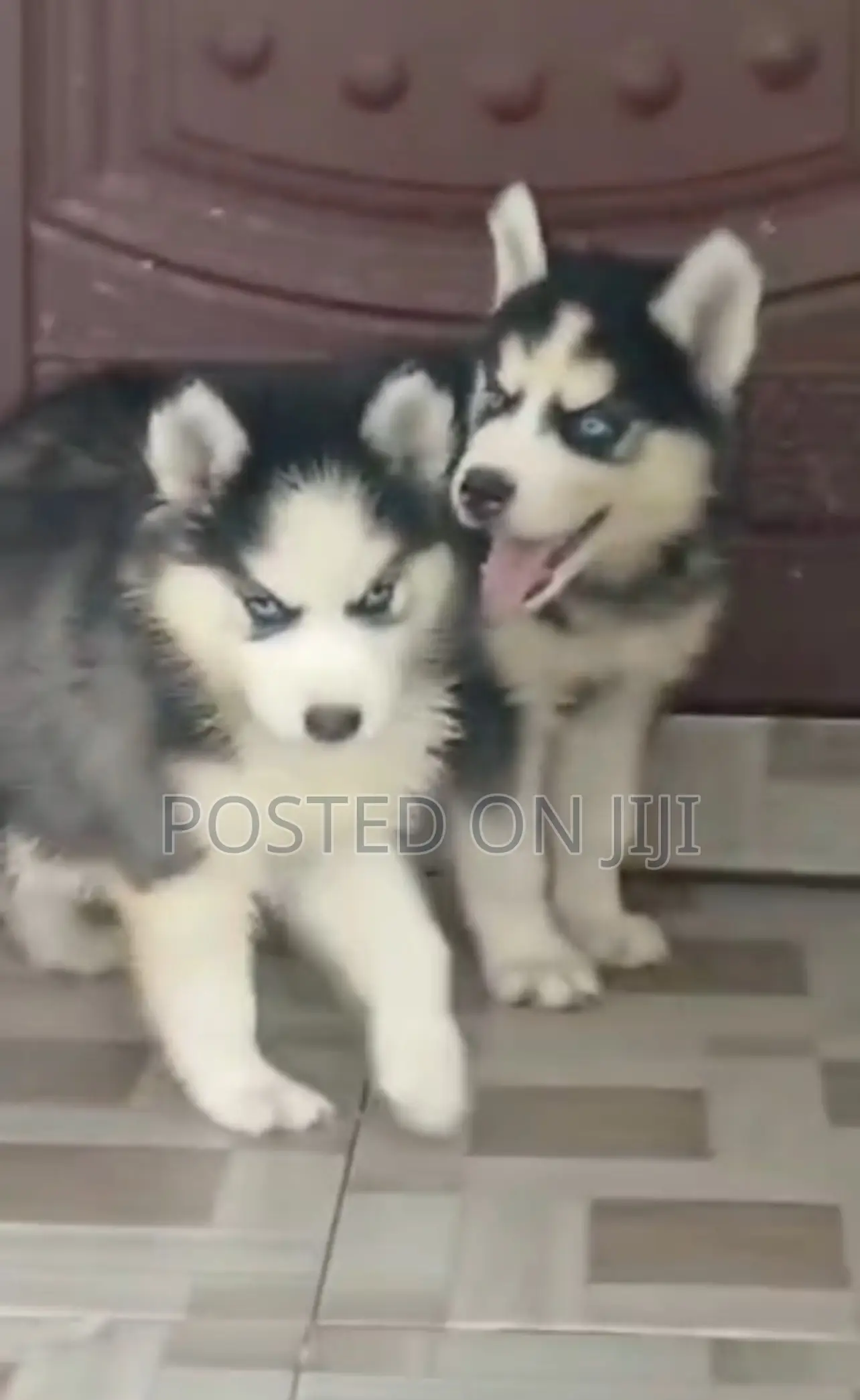 1-3 months Male Purebred Siberian Husky