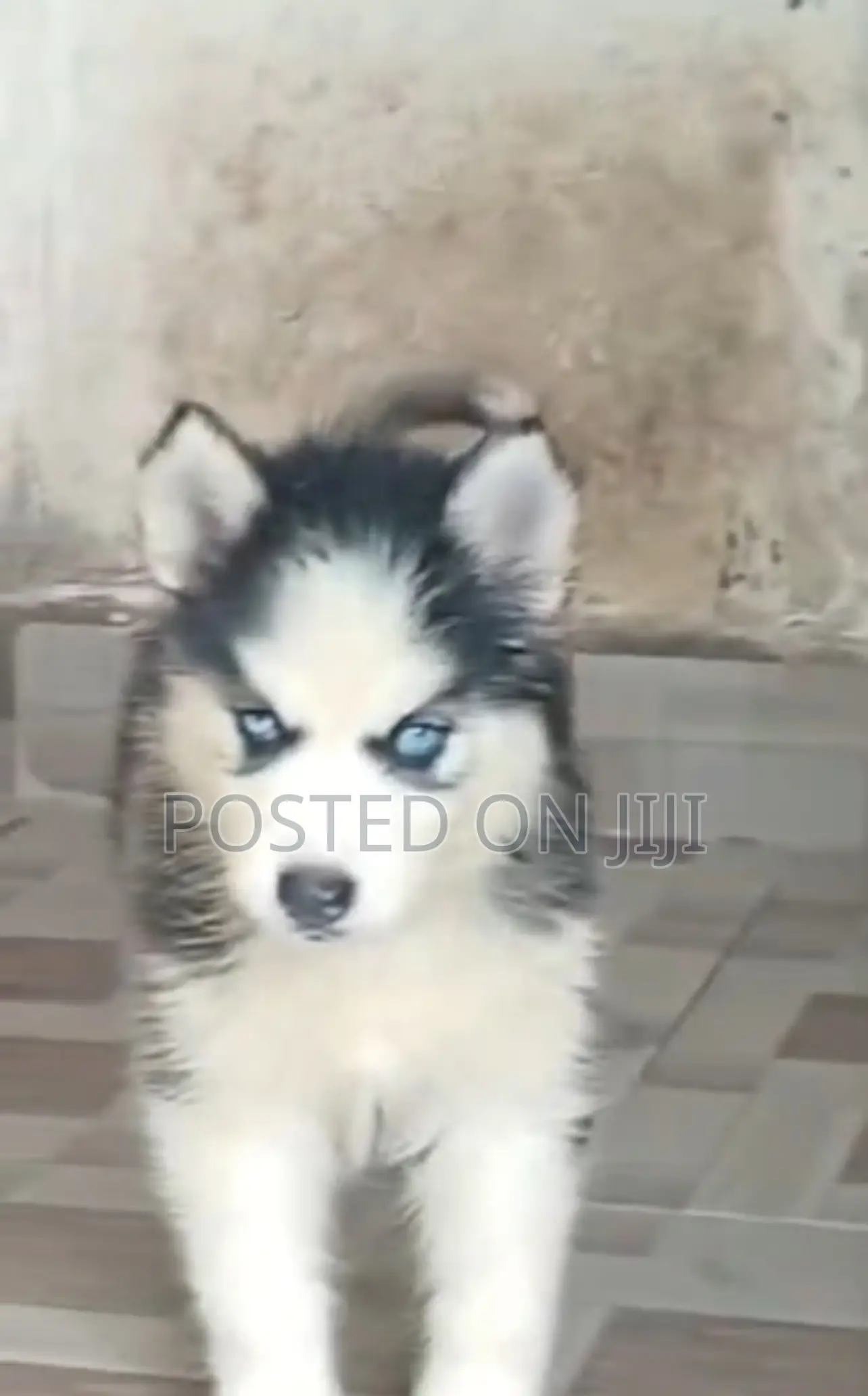 1-3 months Male Purebred Siberian Husky