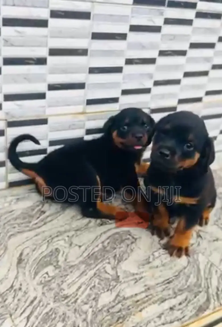 1-3 months Male Purebred Rottweiler