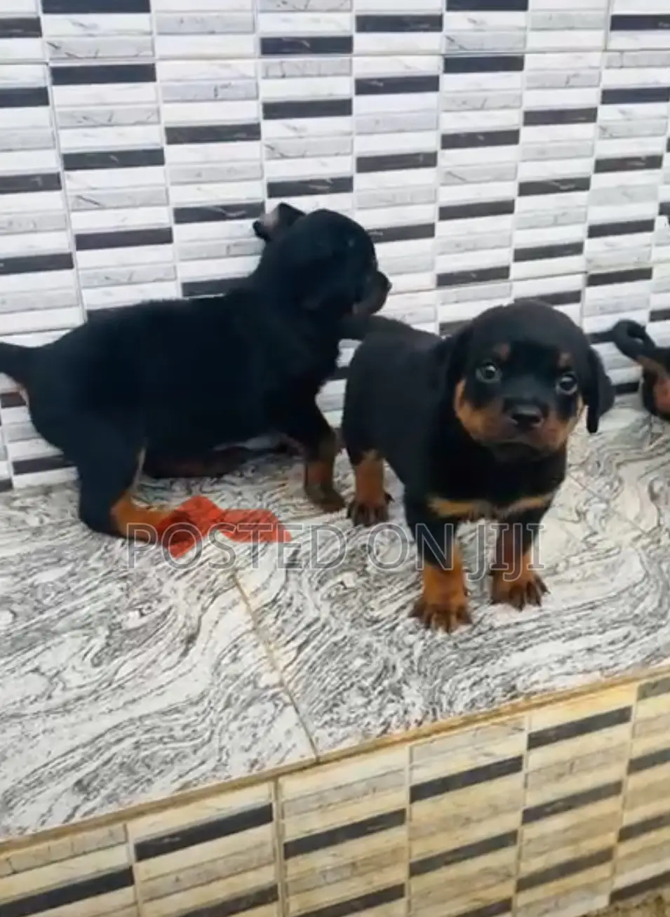 1-3 months Male Purebred Rottweiler