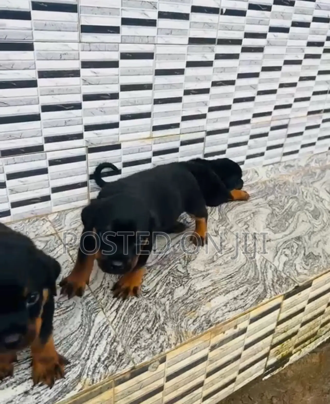 1-3 months Male Purebred Rottweiler