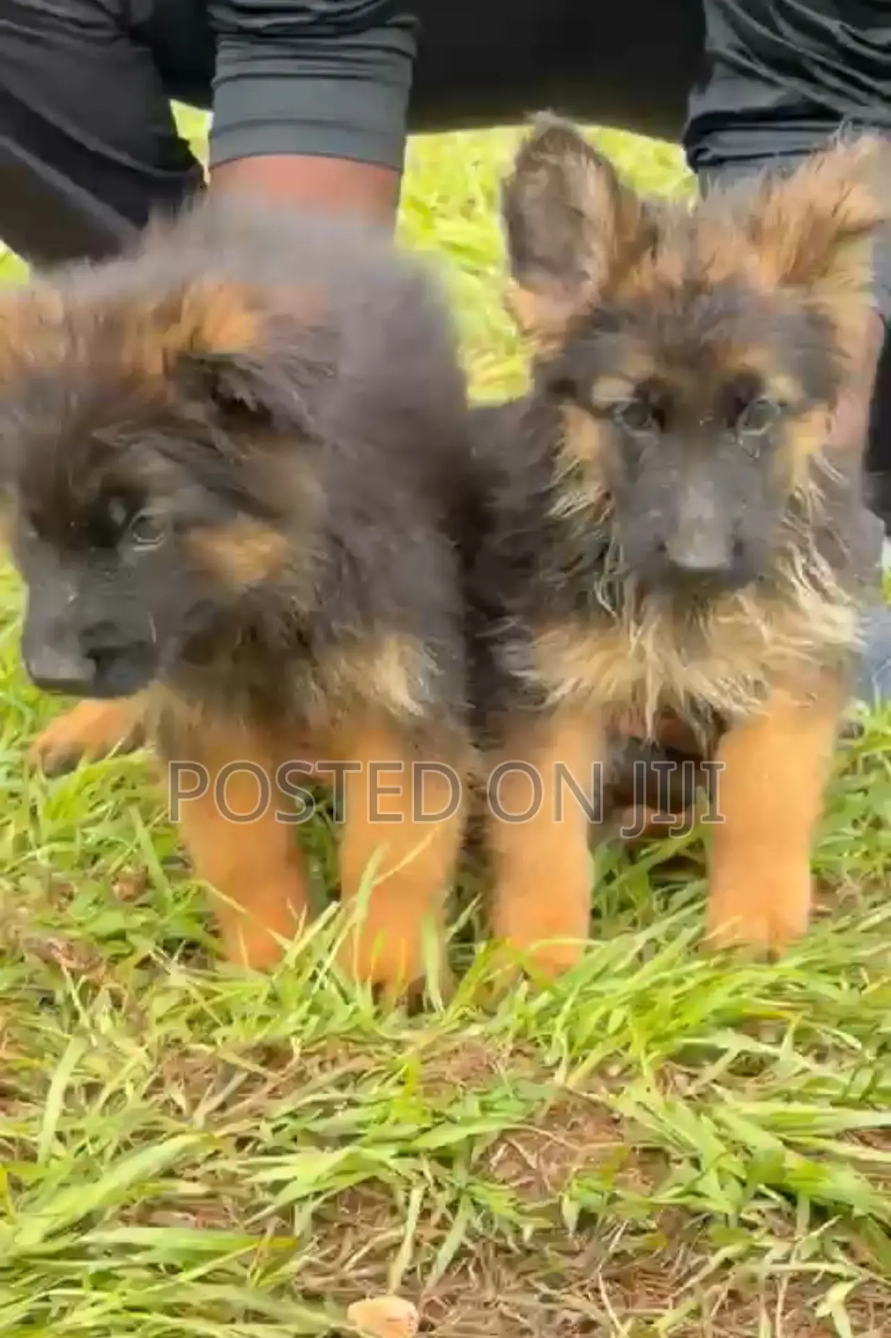 1-3 months Male Purebred German Shepherd