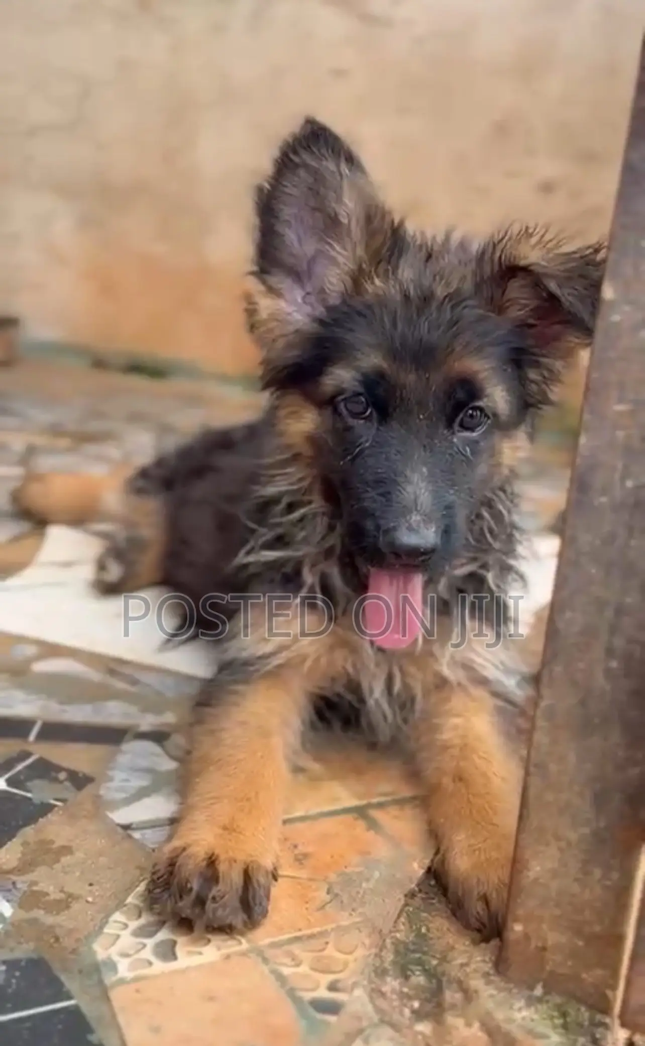 1-3 months Male Purebred German Shepherd