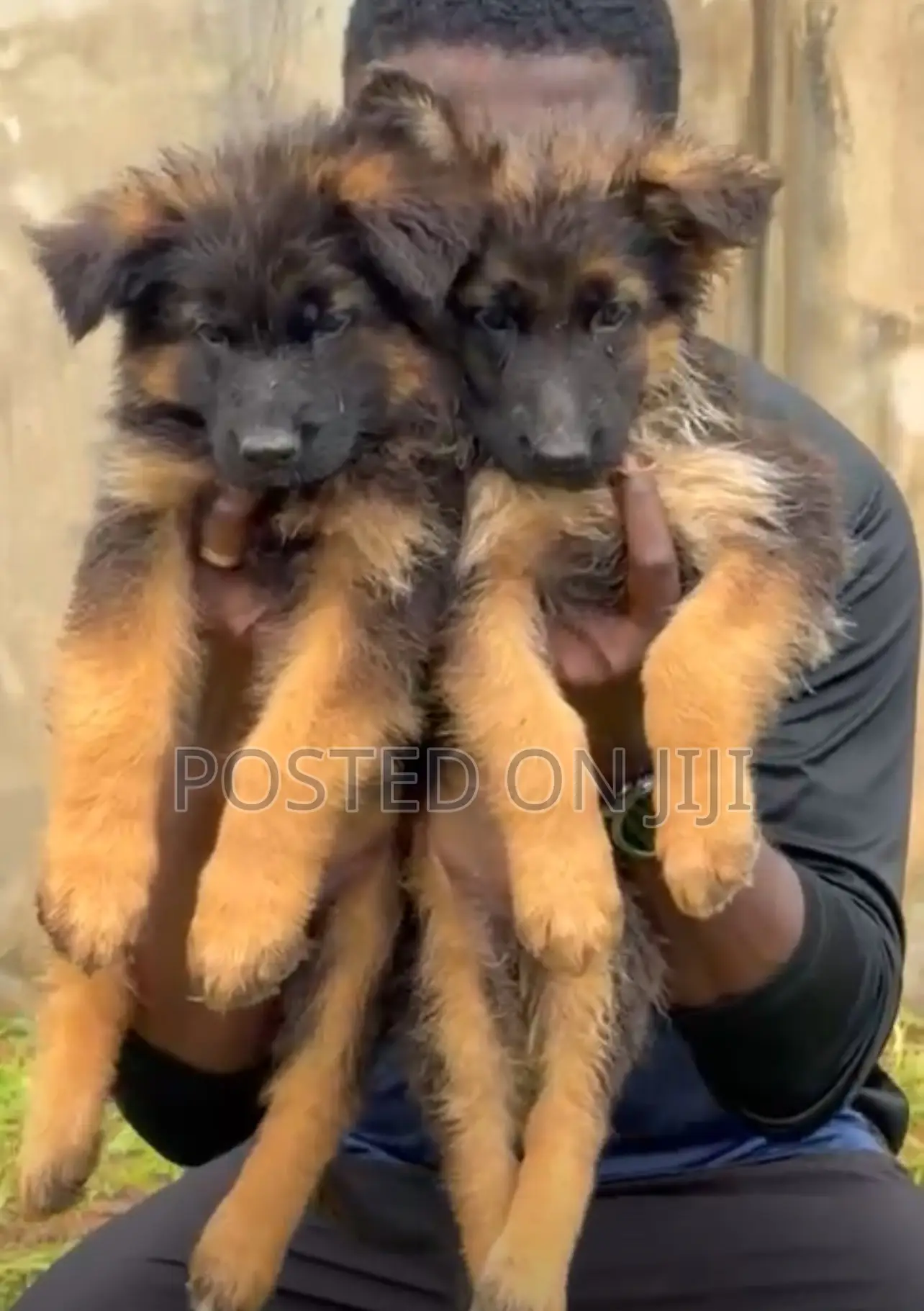 1-3 months Male Purebred German Shepherd
