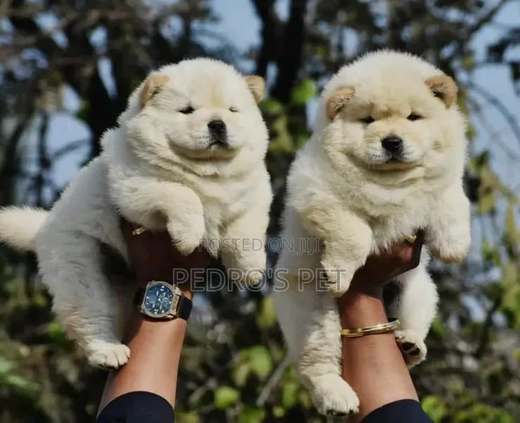 1-3 months Female Purebred Chow Chow