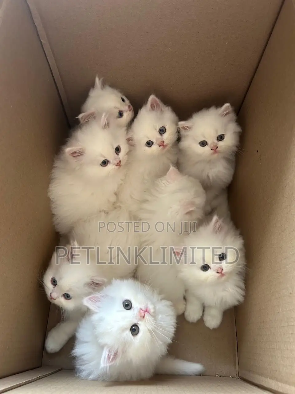 1-3 months Female Purebred Persian