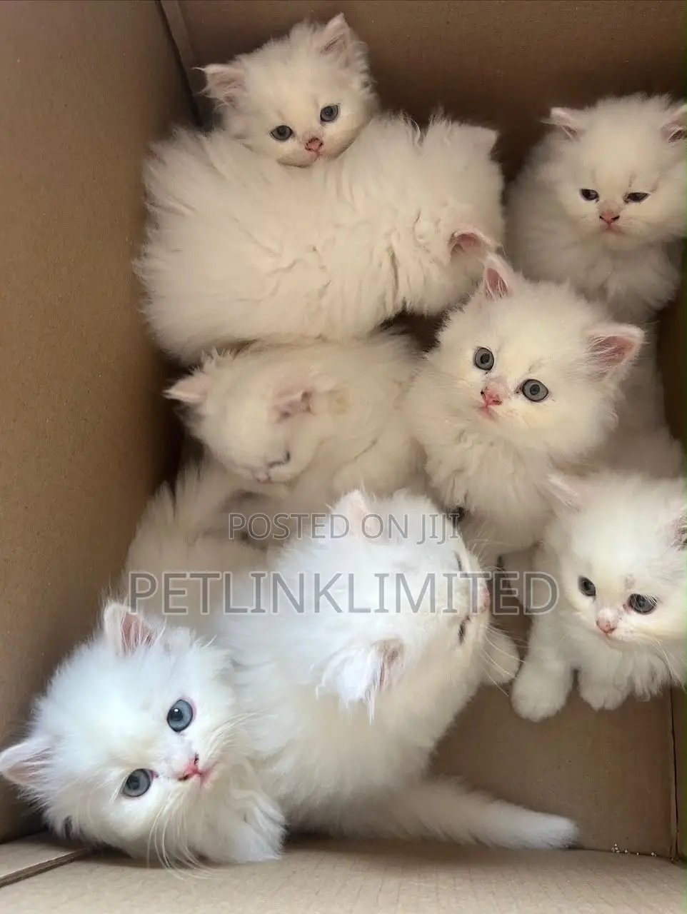1-3 months Female Purebred Persian