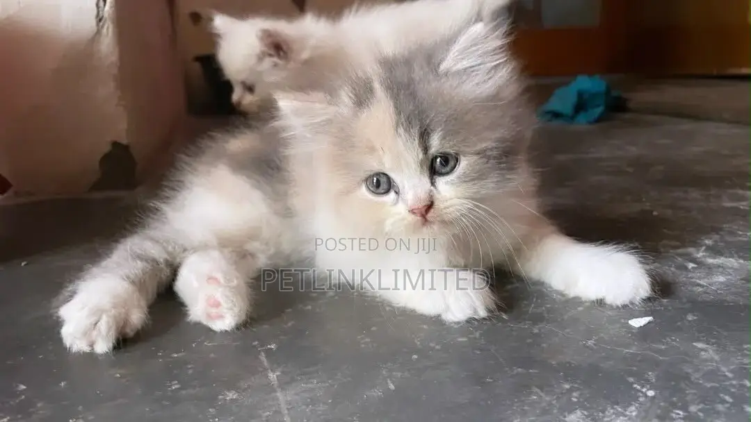 1-3 months Female Purebred Persian