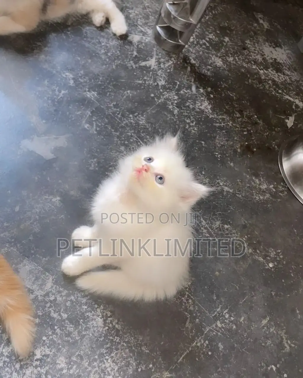 1-3 months Female Purebred Persian
