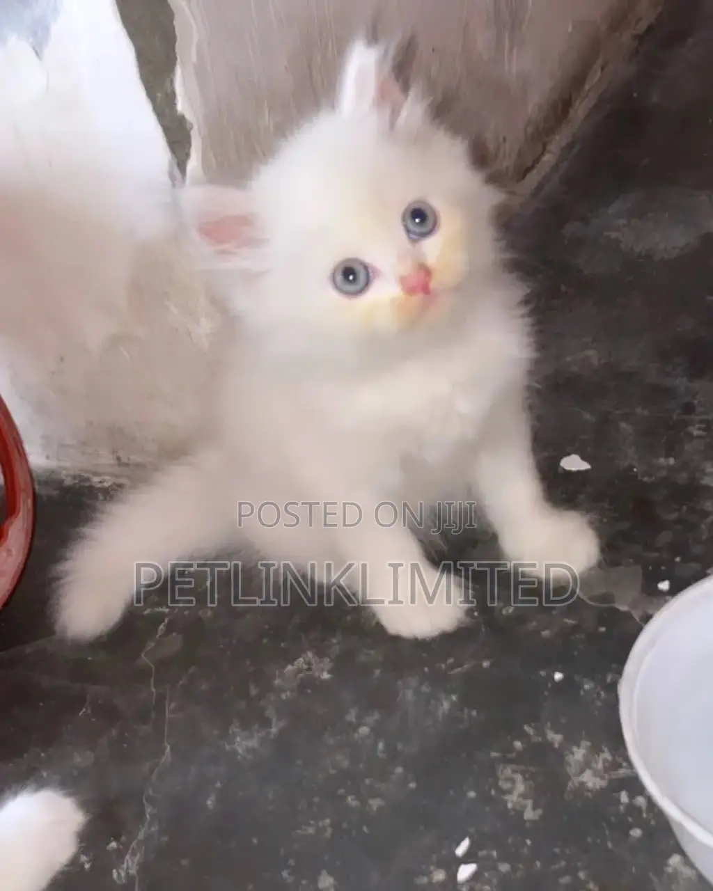 1-3 months Female Purebred Persian