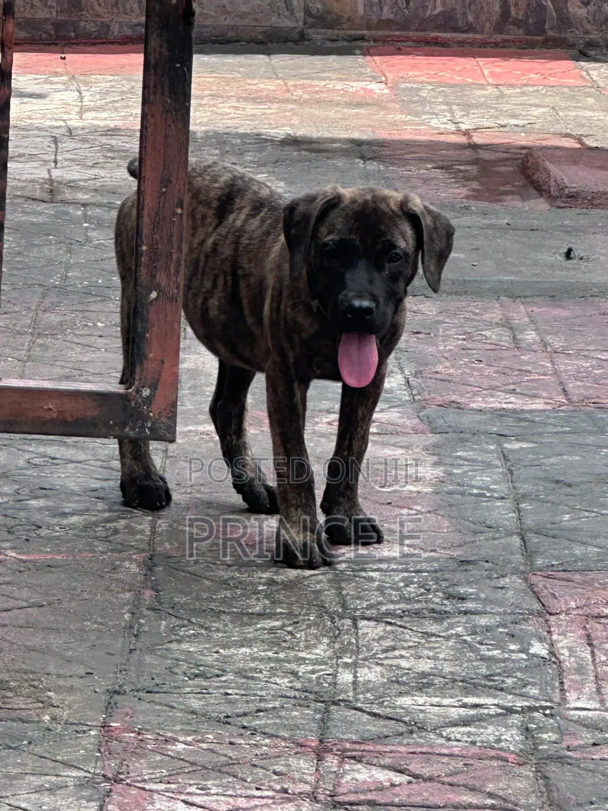 1-3 months Male Purebred Boerboel