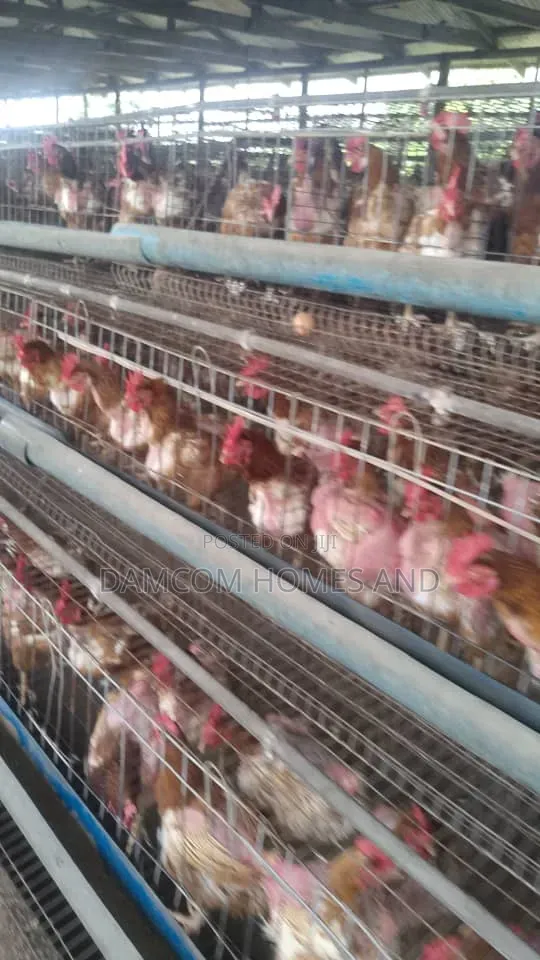 Poultry Farm for Sale