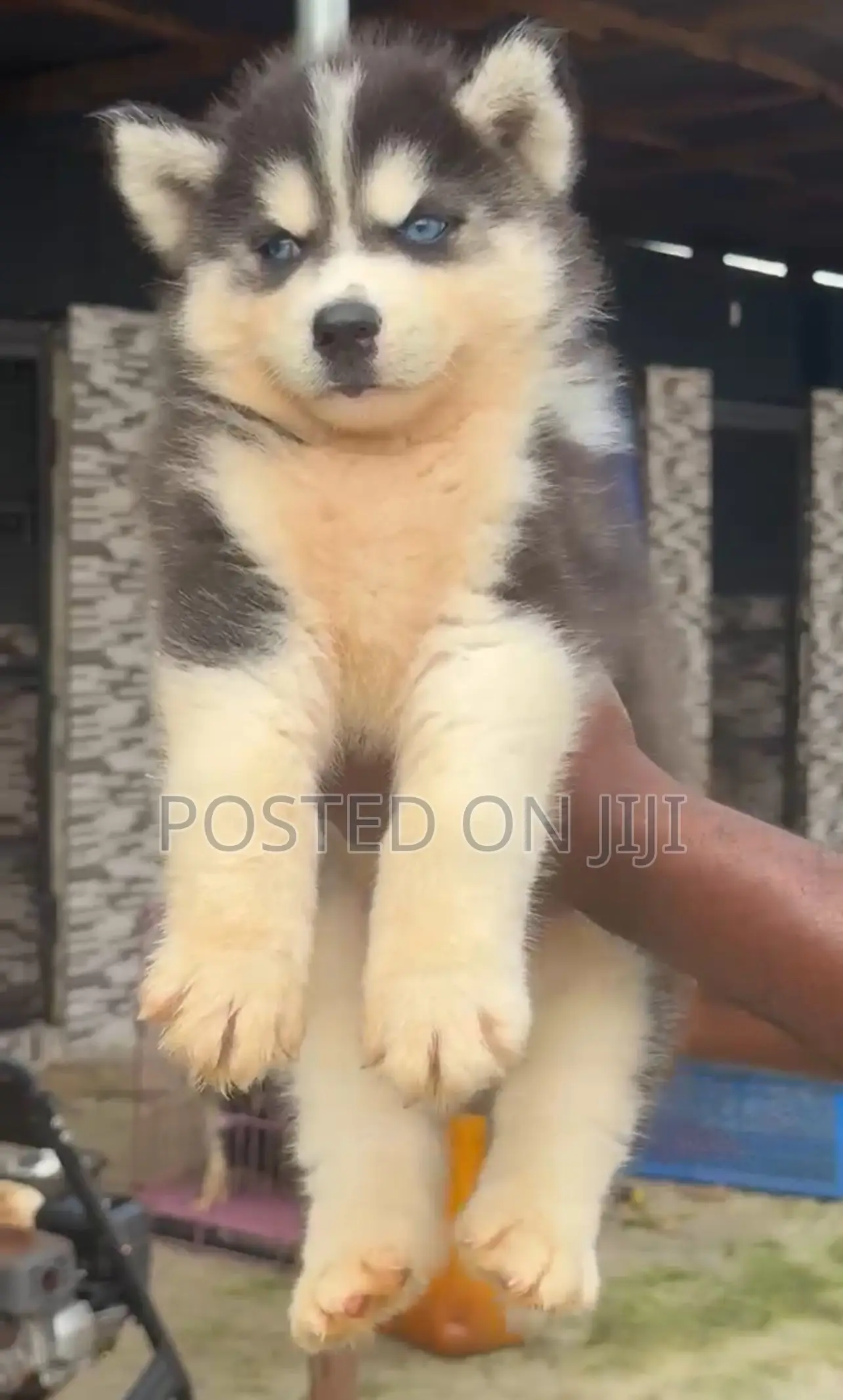 1-3 months Male Purebred Siberian Husky