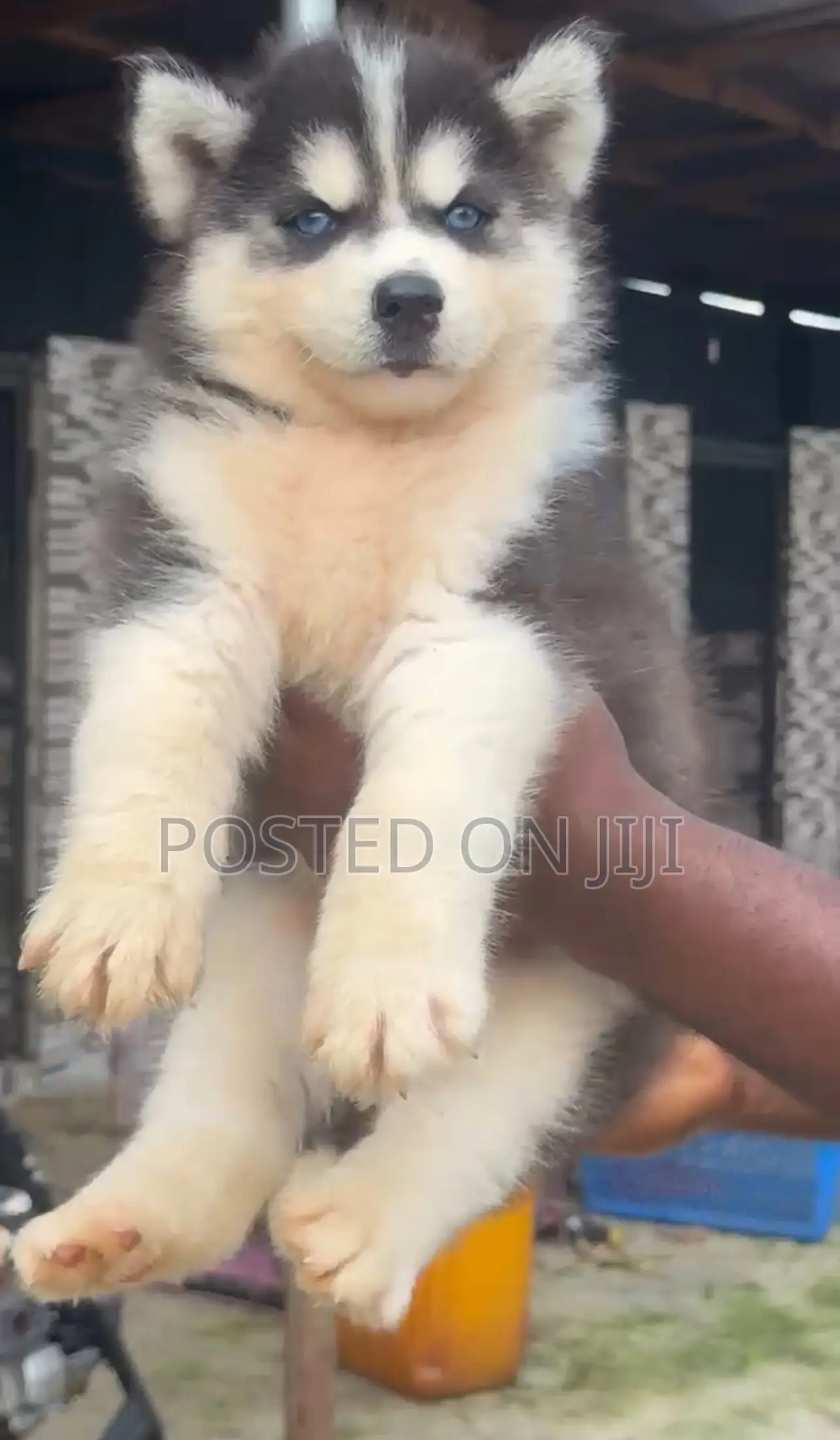 1-3 months Female Purebred Siberian Husky