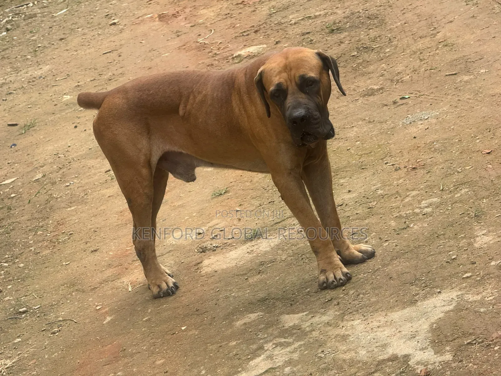 1+ year Male Purebred Boerboel