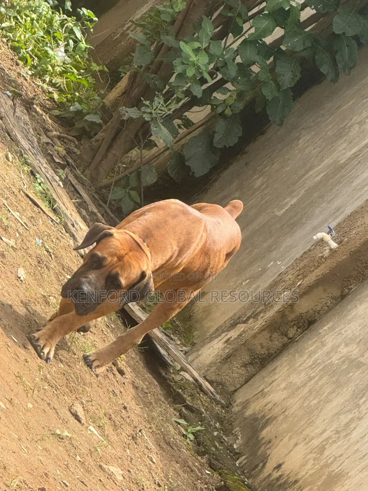 1+ year Male Purebred Boerboel