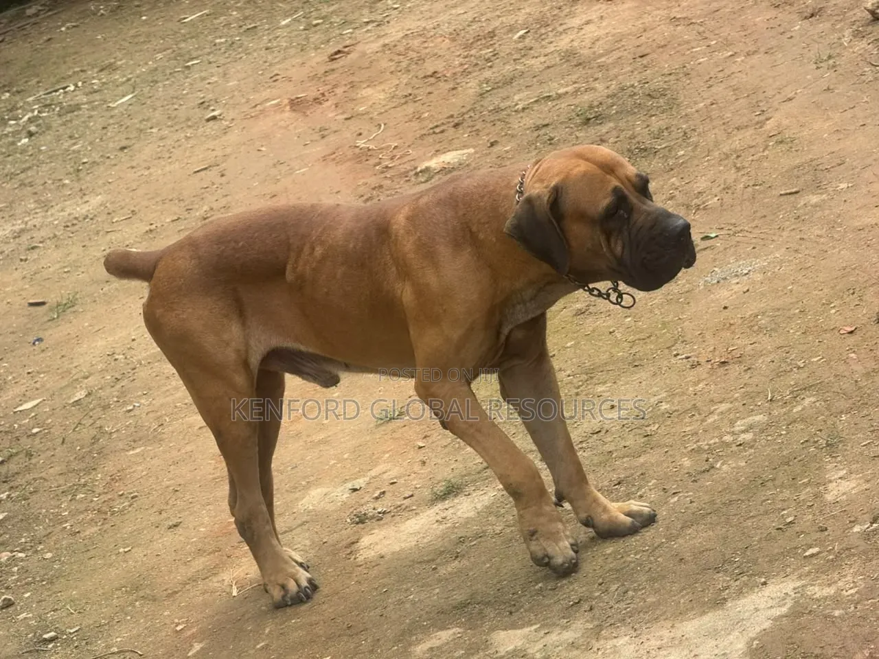 1+ year Male Purebred Boerboel