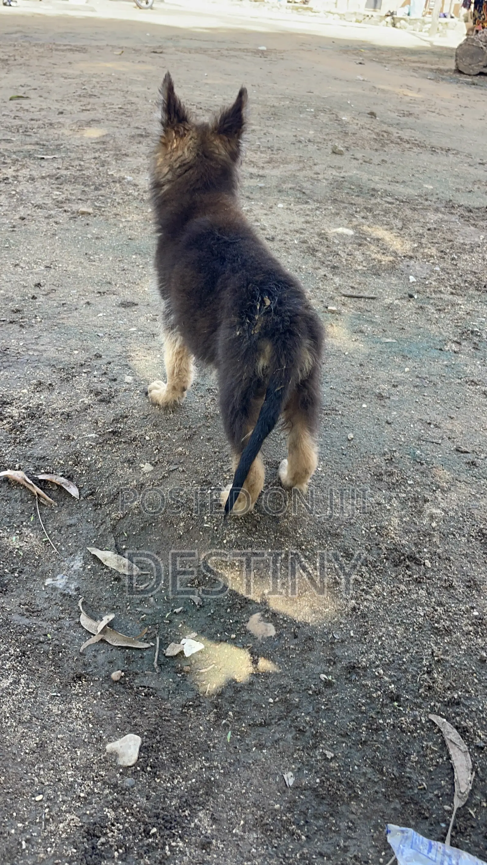 1-3 months Female Purebred German Shepherd