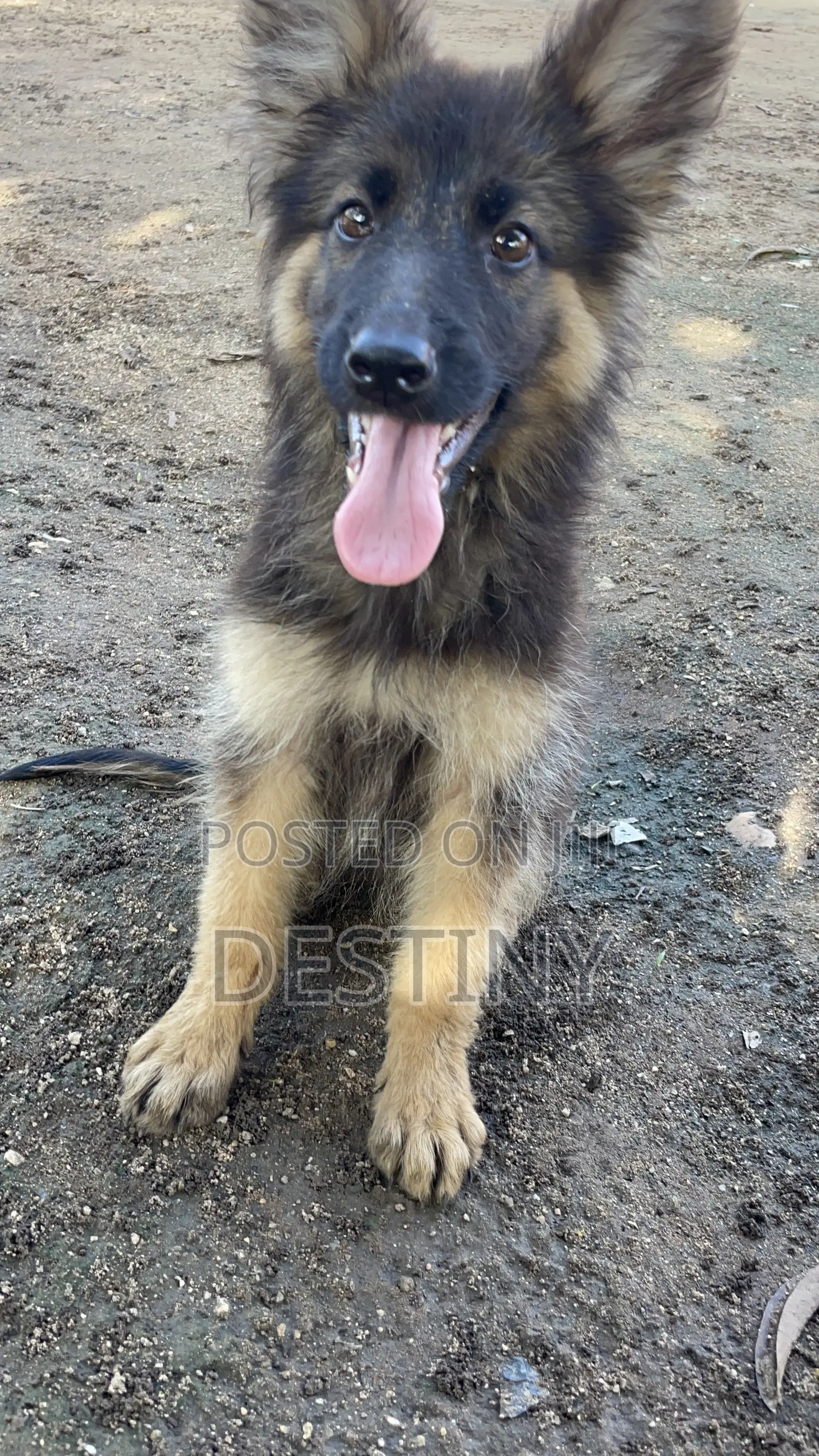 1-3 months Female Purebred German Shepherd