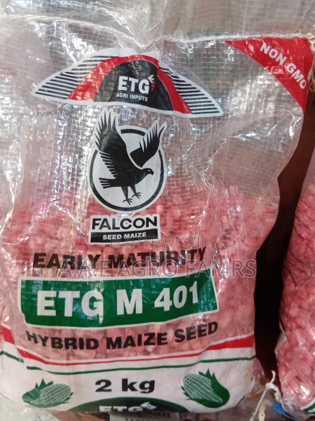 Falcons Maize Seeds