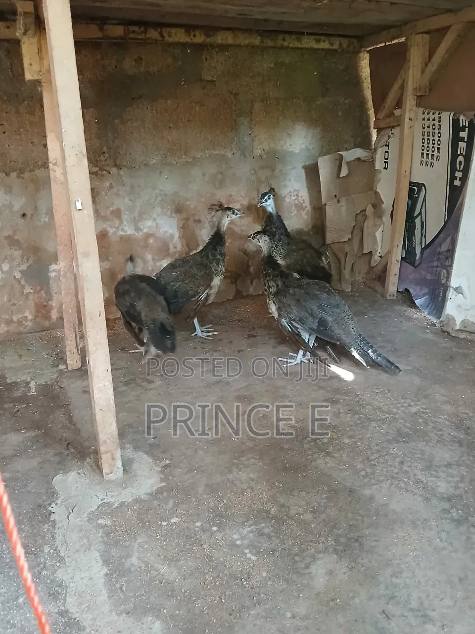 Peachicks Available and Ready for New Homes