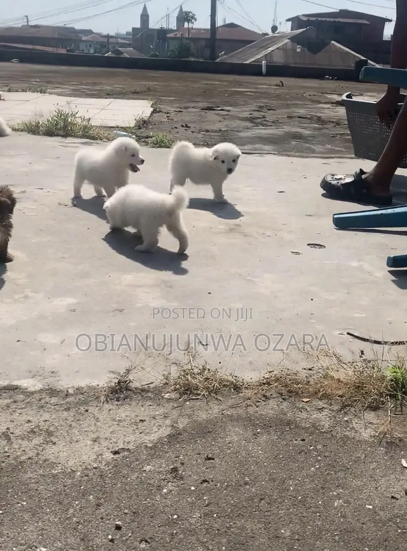 1-3 months Female Purebred American Eskimo