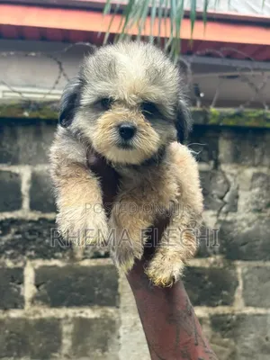 1-3 months Female Purebred Lhasa Apso