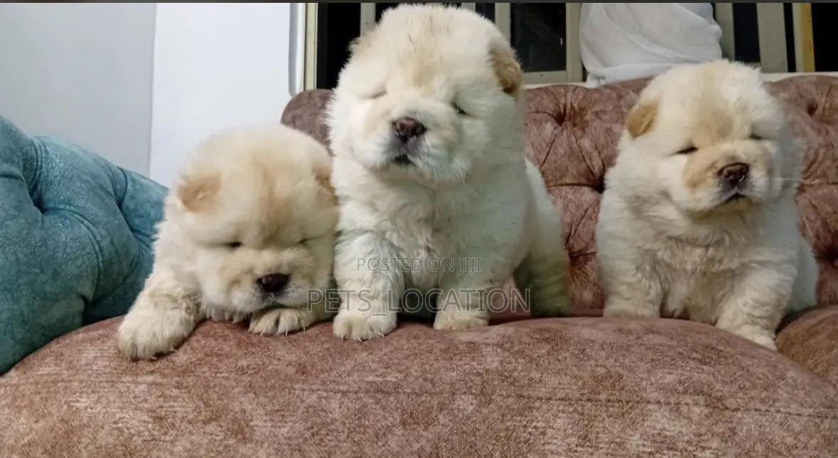 1-3 months Female Purebred Chow Chow
