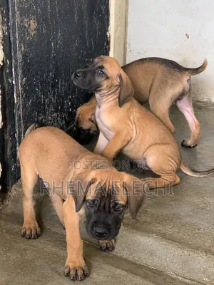 1-3 months Male Purebred Boerboel
