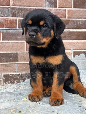 1-3 months Female Purebred Rottweiler
