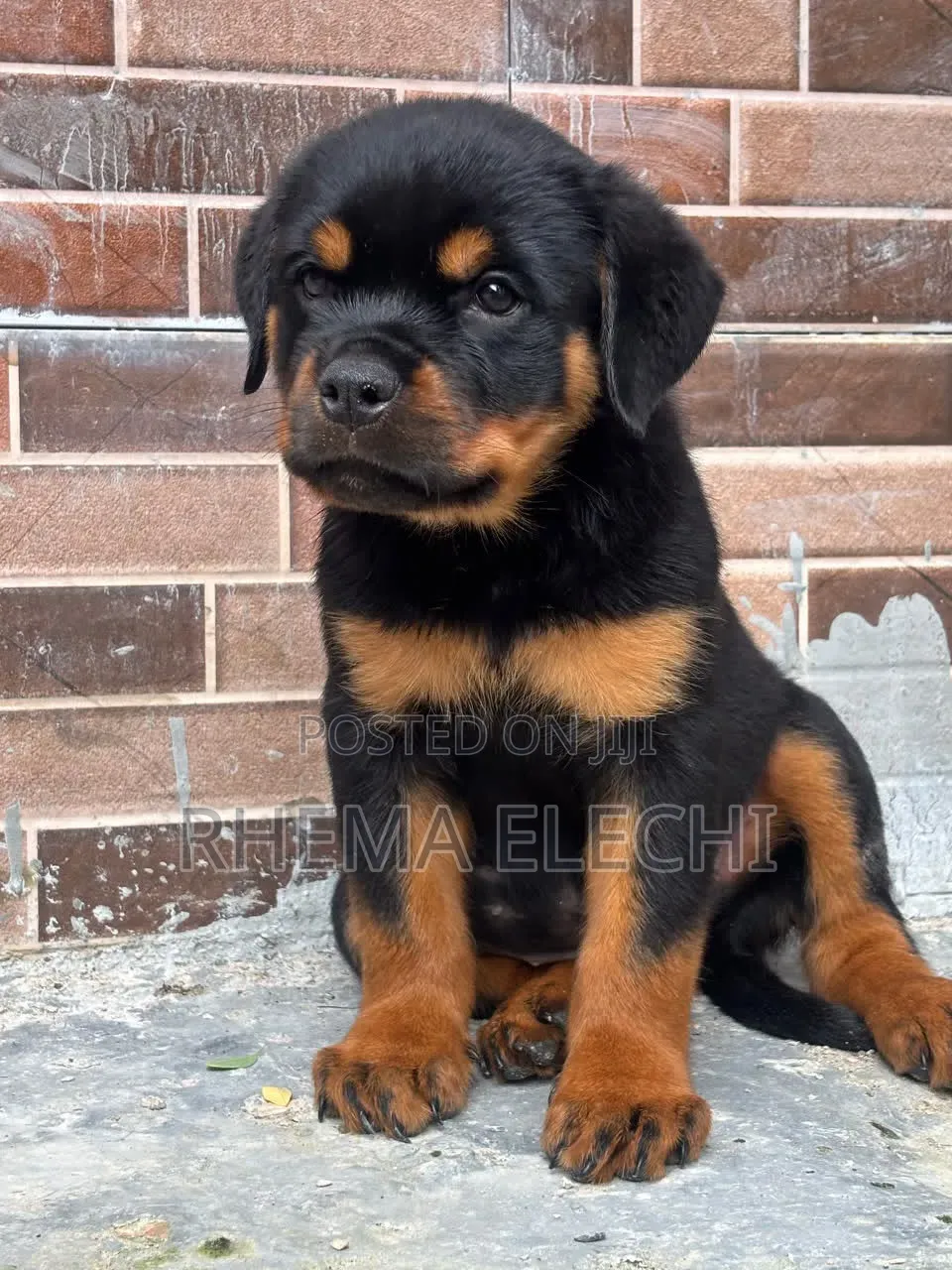 1-3 months Female Purebred Rottweiler