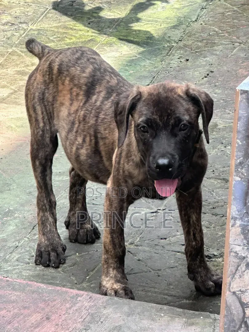 1-3 months Male Purebred Boerboel