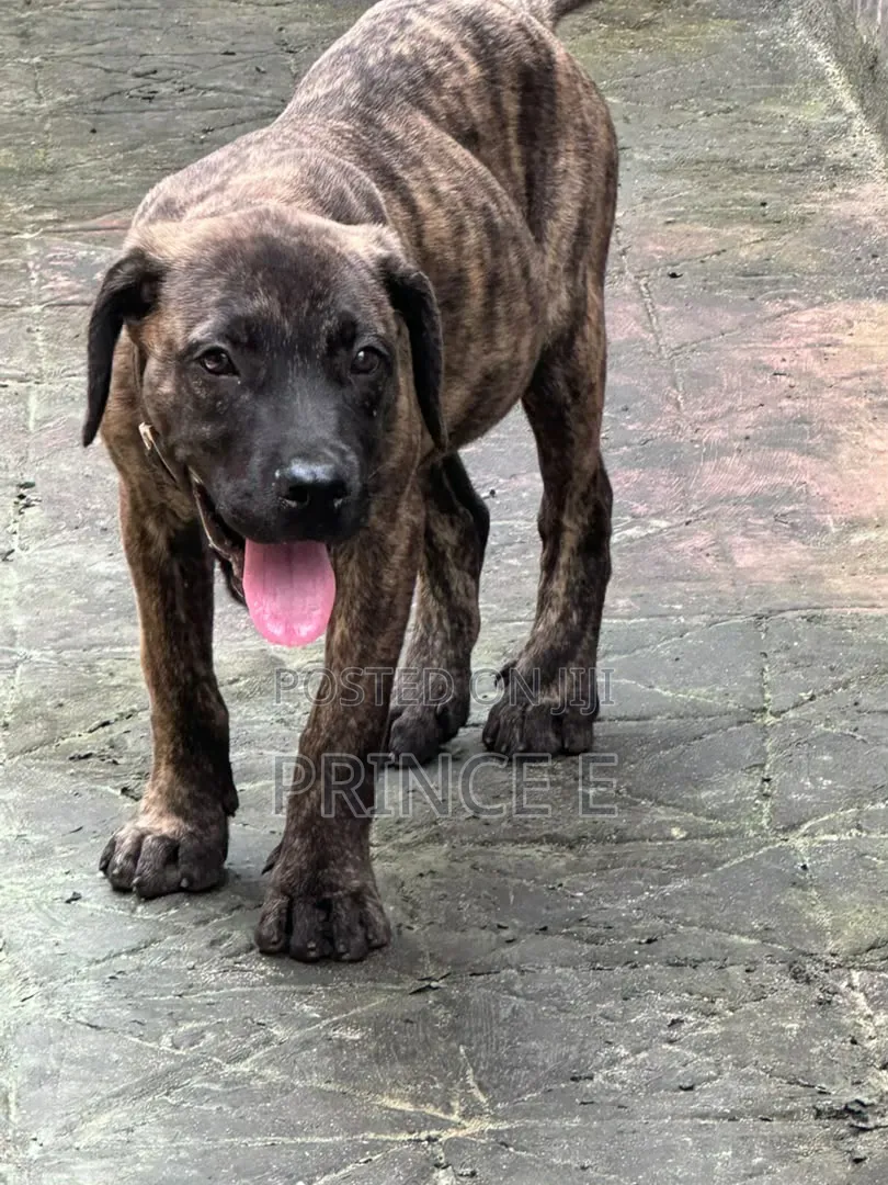 1-3 months Male Purebred Boerboel