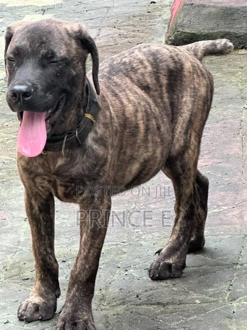 1-3 months Male Purebred Boerboel
