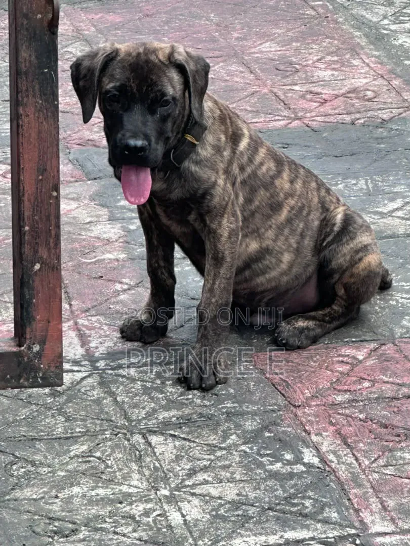 1-3 months Male Purebred Boerboel