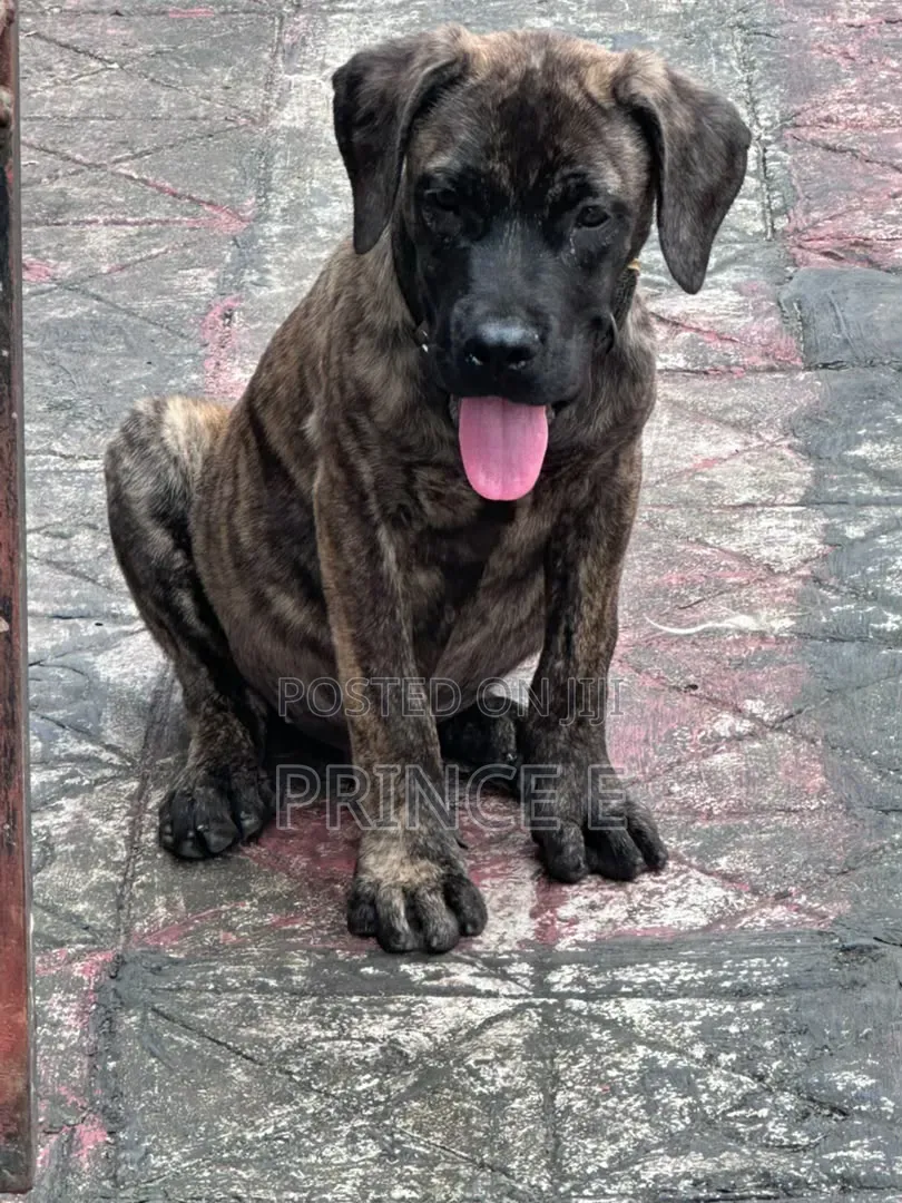 1-3 months Male Purebred Boerboel
