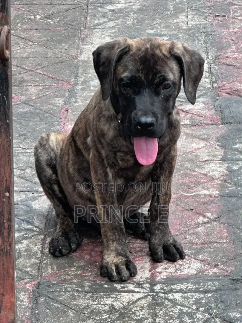 1-3 months Male Purebred Boerboel