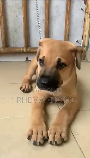 6-12 months Male Purebred Boerboel