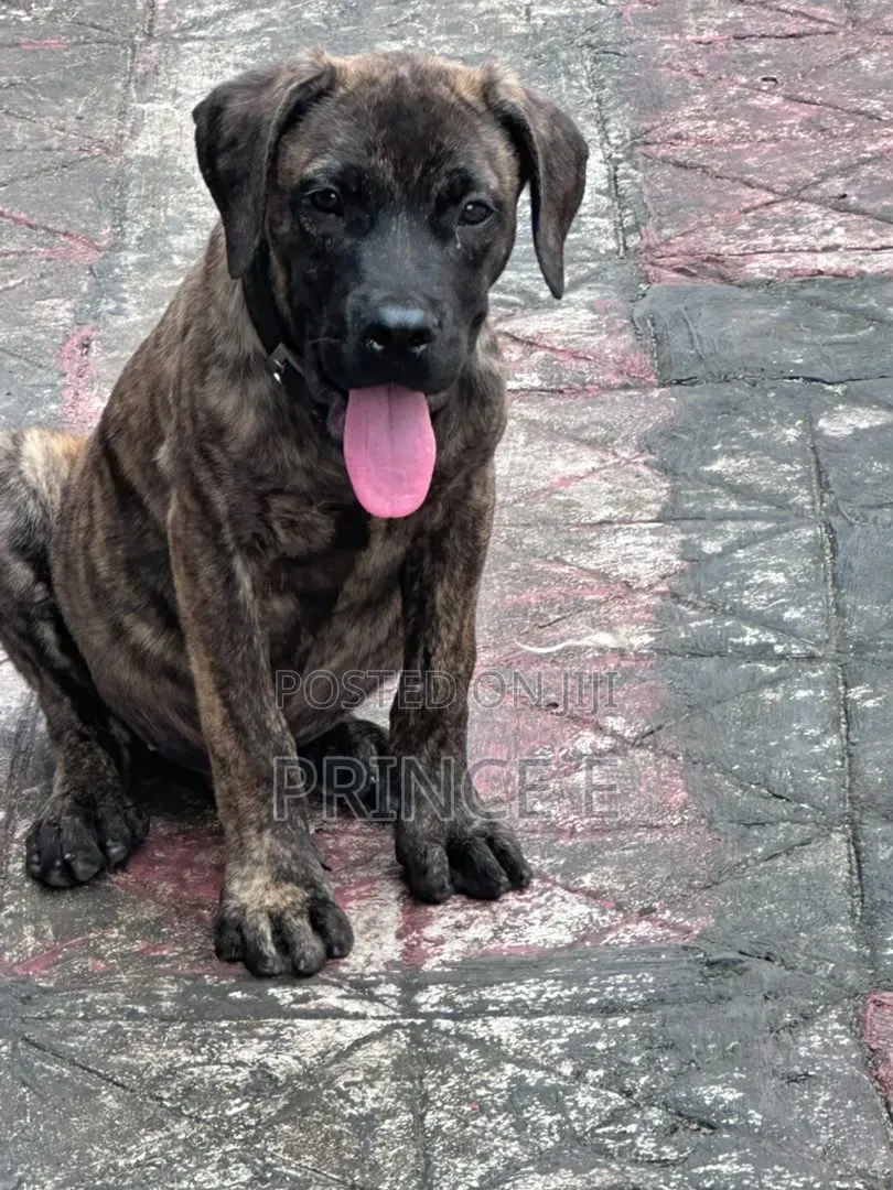 1-3 months Male Purebred Boerboel
