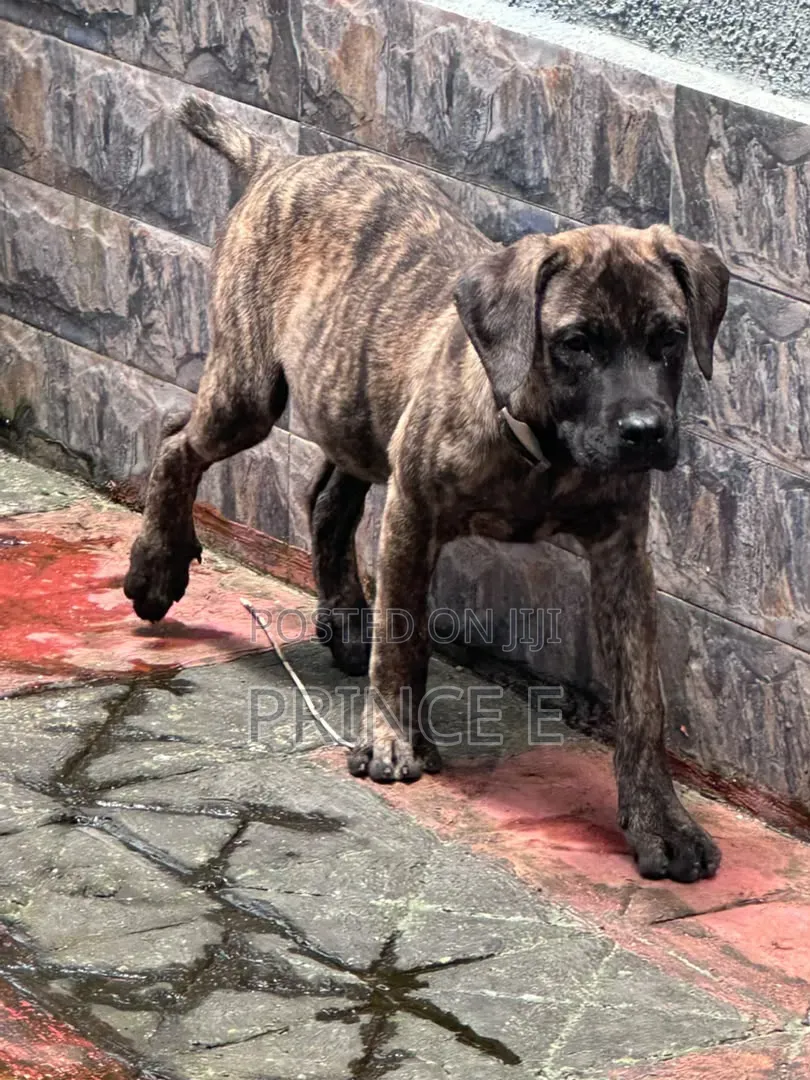 1-3 months Male Purebred Boerboel