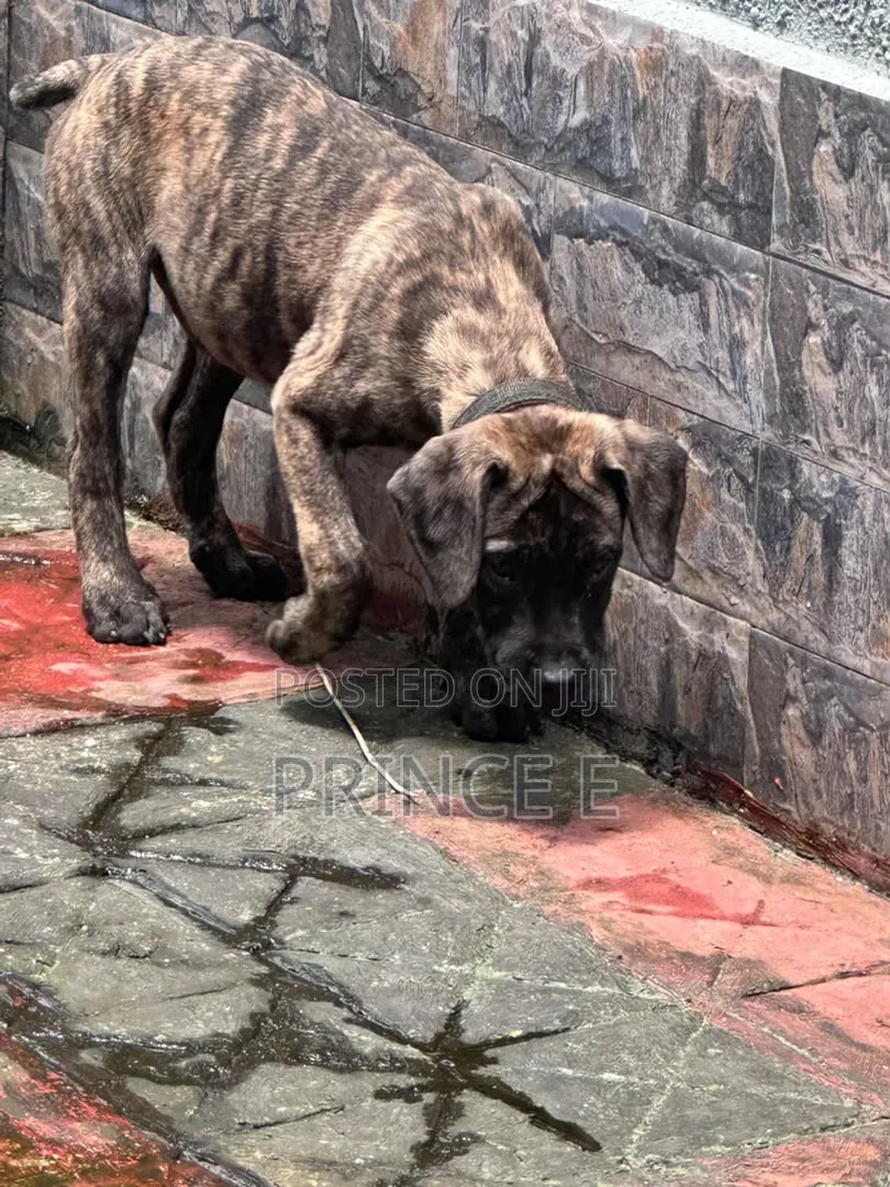 1-3 months Male Purebred Boerboel